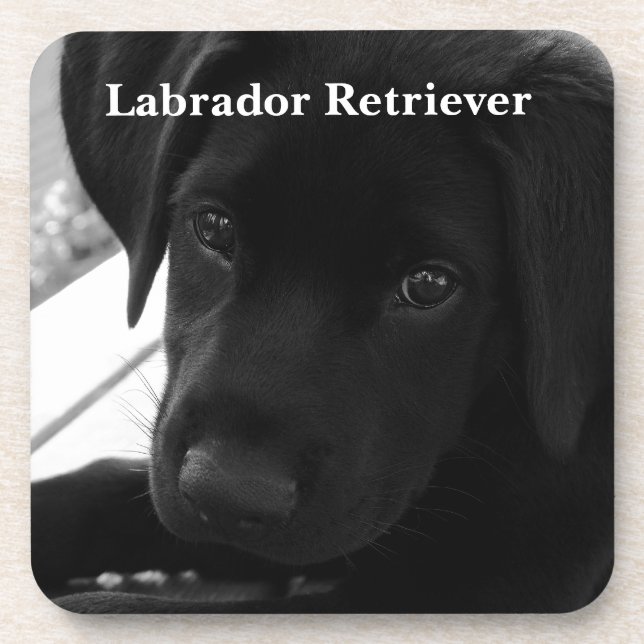Posavasos Perrito del labrador retriever (Frente)