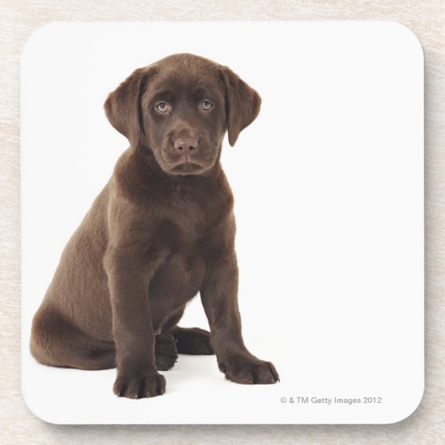 Posavasos Perrito del labrador retriever del chocolate (Frente)