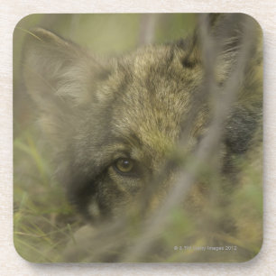 Posavasos Perrito del lobo gris (lupus de Canis) solo,