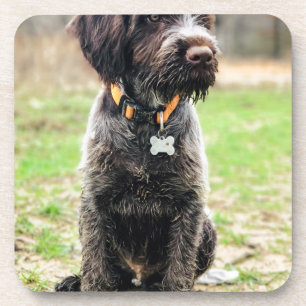 Posavasos Perrito el señalar Griffon Wirehaired