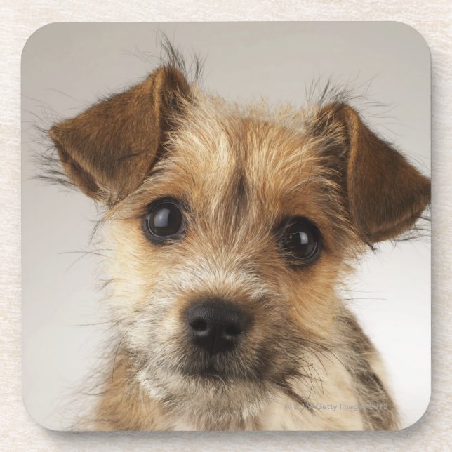 Posavasos Perrito (familiaris del Canis) (Frente)