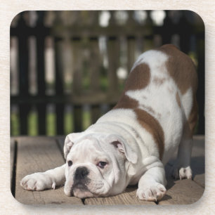 Posavasos Perrito inglés del bulldog