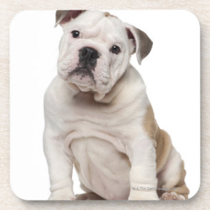 Posavasos Perrito inglés del bulldog (2 meses)