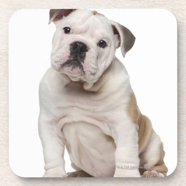 Posavasos Perrito inglés del bulldog (2 meses) (Frente)
