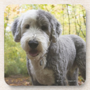 Posavasos Perrito inglés del perro pastor en bosque