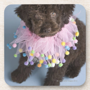 Posavasos Perrito italiano del perro de agua (Lagotto)