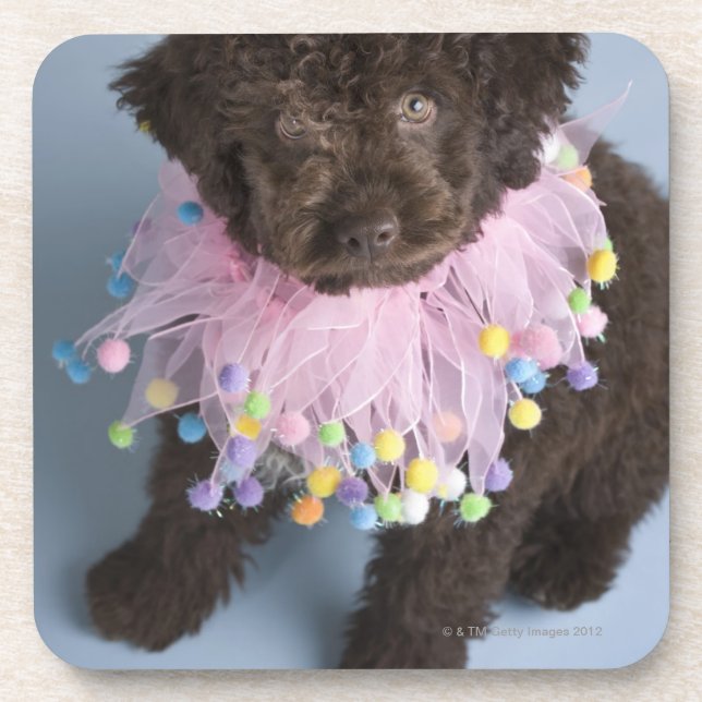 Posavasos Perrito italiano del perro de agua (Lagotto) (Frente)