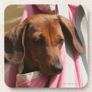 Posavasos perrito miniatura Liso-haired del Dachshund