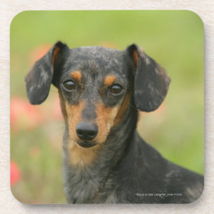Posavasos perrito miniatura Liso-haired del Dachshund que