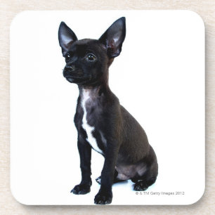 Posavasos Perrito negro de la chihuahua