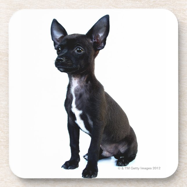 Posavasos Perrito negro de la chihuahua (Frente)