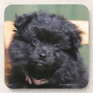 Posavasos Perrito negro de Pomeranian
