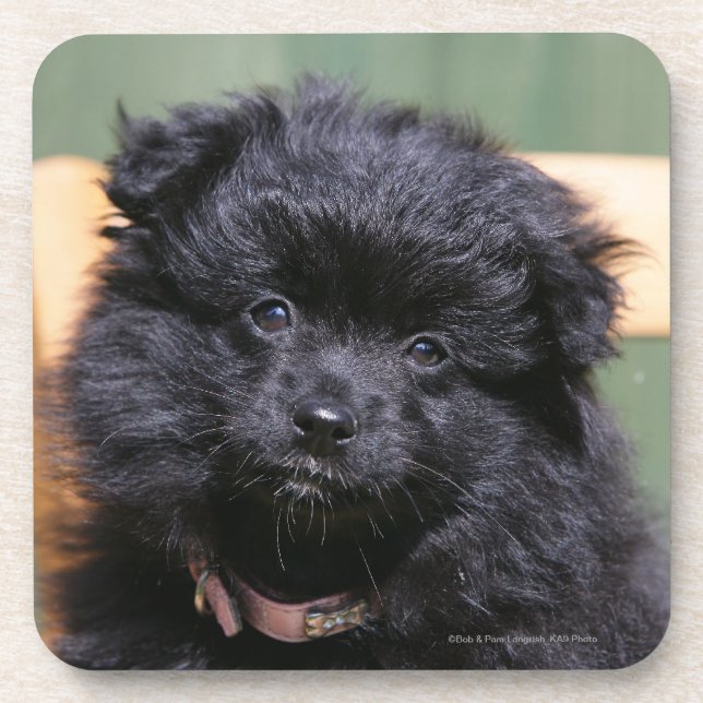 Posavasos Perrito negro de Pomeranian (Frente)