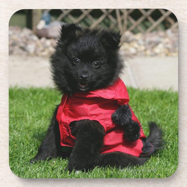 Posavasos Perrito negro de Pomeranian que mira la cámara (Frente)