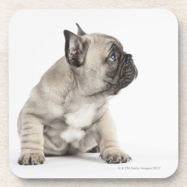 Posavasos Perrito pedigrí (Frente)