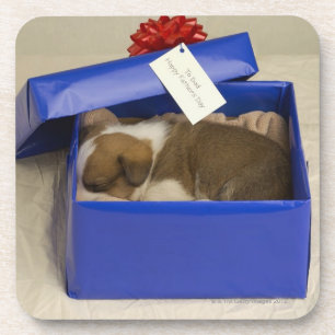 Posavasos Perrito que duerme en una caja de regalo