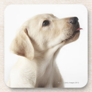 Posavasos Perrito rubio de Labrador que pega hacia fuera la