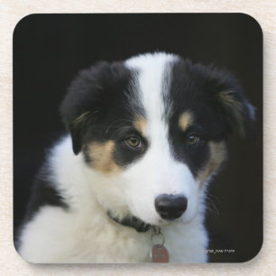 Posavasos Perrito viejo del border collie de 12 semanas