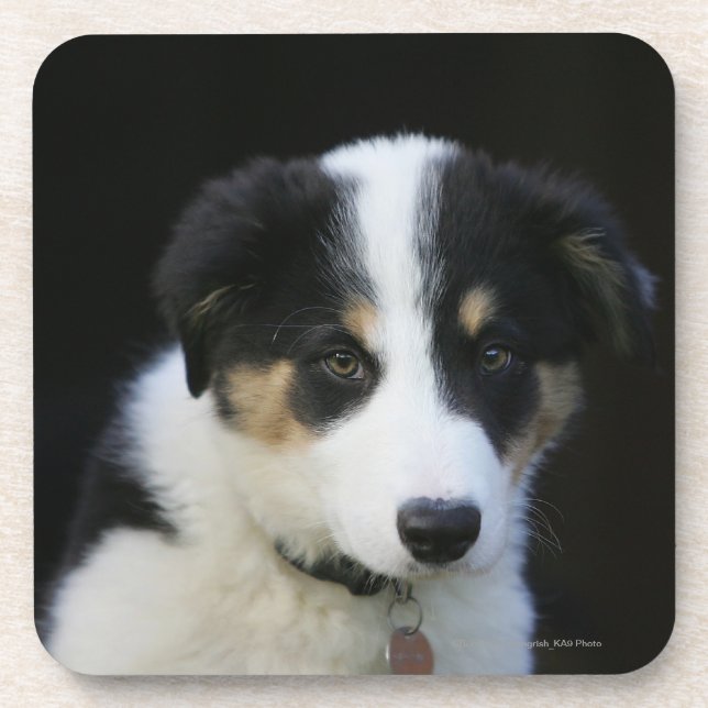 Posavasos Perrito viejo del border collie de 12 semanas (Frente)