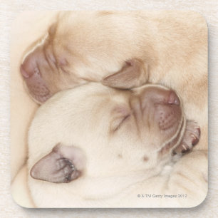 Posavasos Perritos amarillos del labrador retriever, 10 día