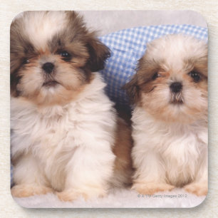 Posavasos Perritos de Shih Tzu debajo de una manta