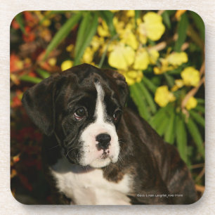 Posavasos Perritos del boxeador