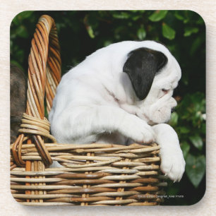 Posavasos Perritos del boxeador en cesta