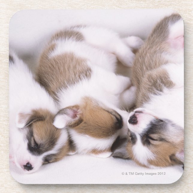 Posavasos Perritos del corgi el dormir galés (Frente)