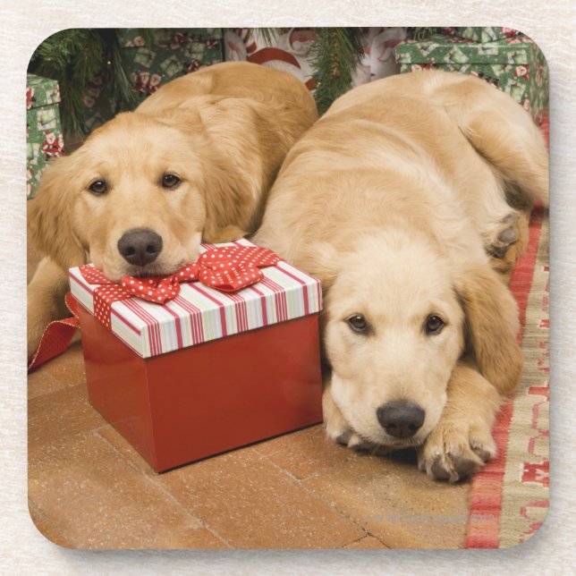 Posavasos Perritos del golden retriever con el regalo del (Frente)
