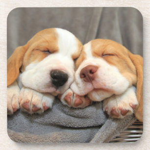 Posavasos Perritos soñolientos