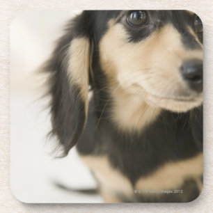 Posavasos Perro