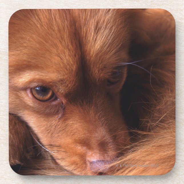 Posavasos perro (Frente)