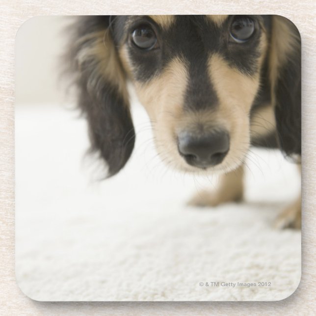 Posavasos Perro 2 (Frente)