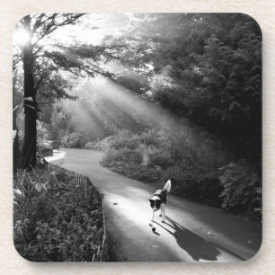 Posavasos Perro a la luz del sol matutino