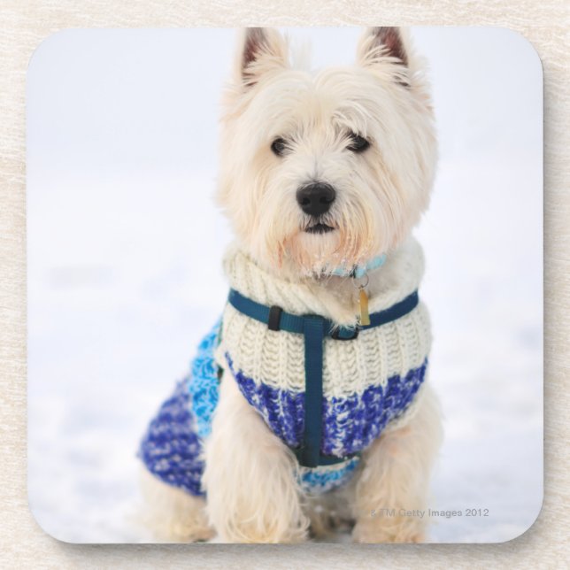 Posavasos Perro blanco en ropa en la nieve (Frente)