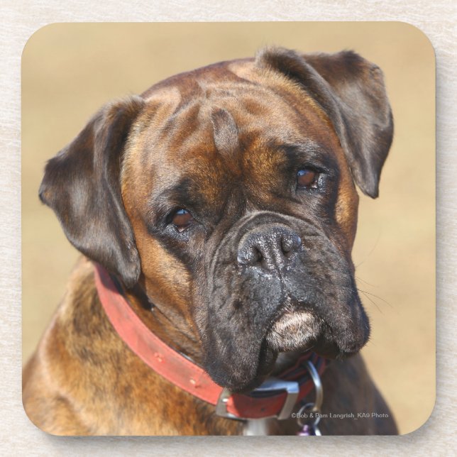 Posavasos Perro Brindle del boxeador (Frente)