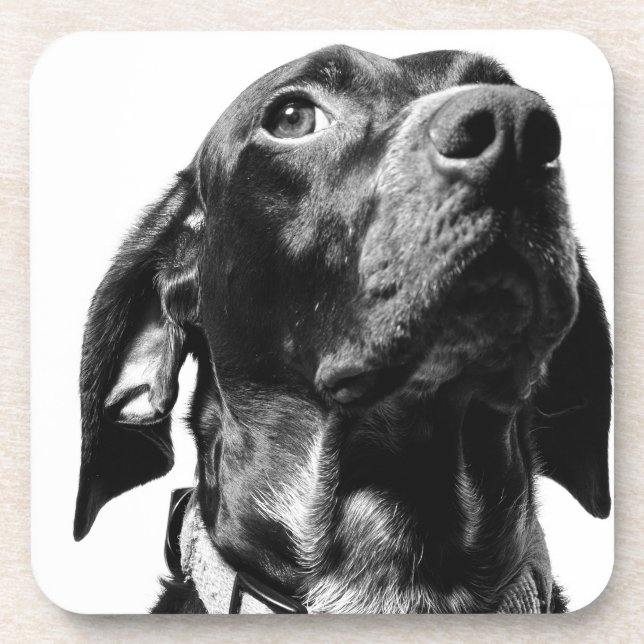 Posavasos perro bw regal (Frente)