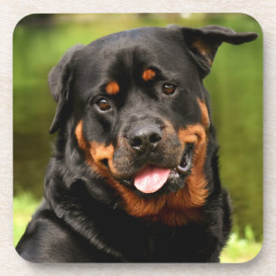 Posavasos Perro cachorro negro y tan rotulier