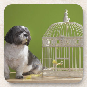 Posavasos Perro cerca de una jaula de pájaros