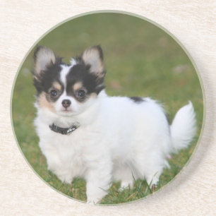 Posavasos Perro chihuahua parado en un césped verde