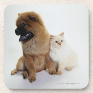Posavasos Perro chino de perro chino y un gato blanco que se