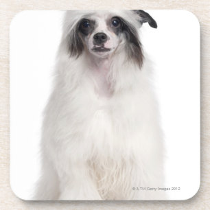 Posavasos Perro con cresta chino (7 meses)