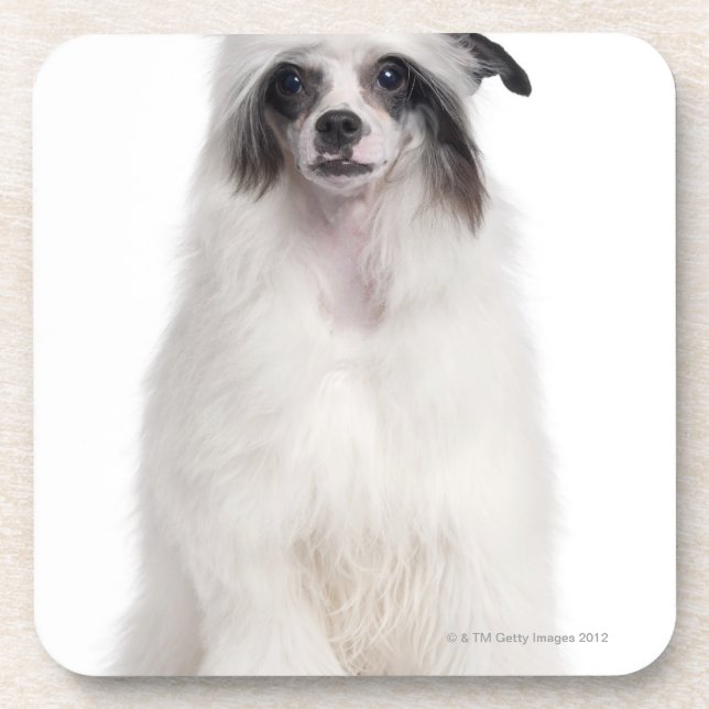 Posavasos Perro con cresta chino (7 meses) (Frente)