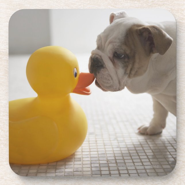 Posavasos Perro con el pato plástico (Frente)