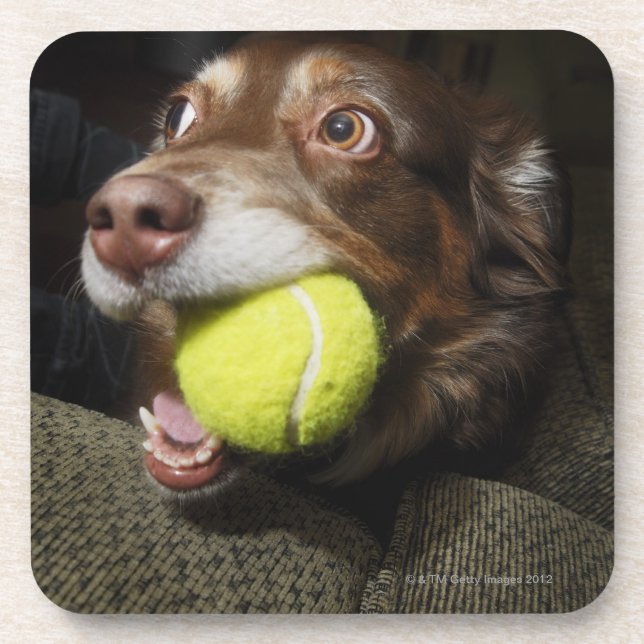 Posavasos Perro con la pelota de tenis (Frente)
