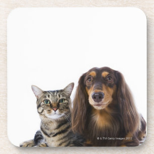 Posavasos Perro (Dachshund) y gato (gato japonés) en blanco