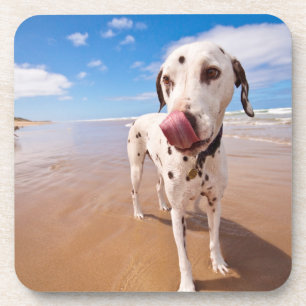 Posavasos Perro dálmata en la playa