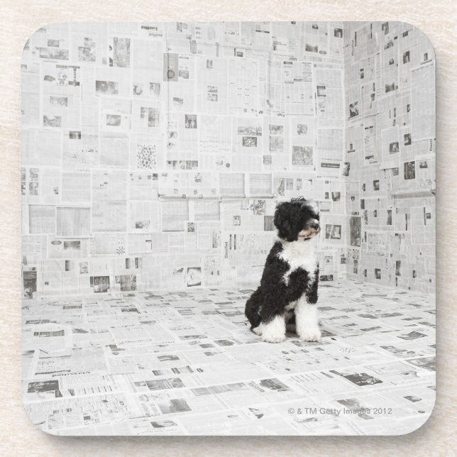 Posavasos Perro de agua portugués en el sitio cubierto (Frente)