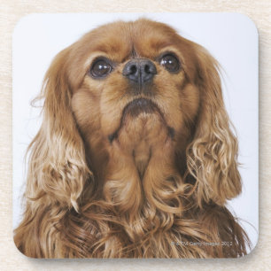 Posavasos Perro de aguas de rey Charles arrogante que mira