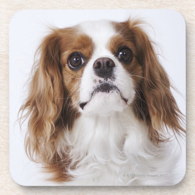 Posavasos Perro de aguas de rey Charles arrogante que se (Frente)